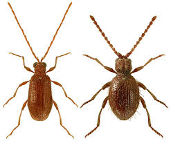 Attēlu rezultāti vaicājumam “Ptinus sp.”