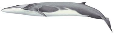 Image result for Balaenoptera physalus
