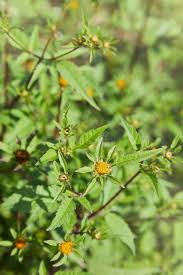 Attēlu rezultāti vaicājumam “Bidens tripartita leaf”