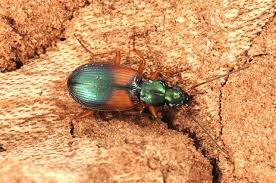 Attēlu rezultāti vaicājumam “Anchomenus dorsalis”