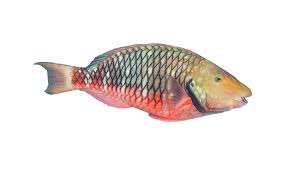 Image result for Sparisoma amplum