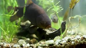 Image result for Tinca tinca