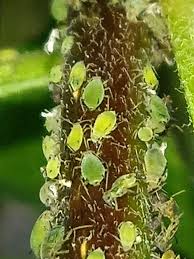 Attēlu rezultāti vaicājumam “Aphis confusa”