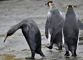 Image result for penguin