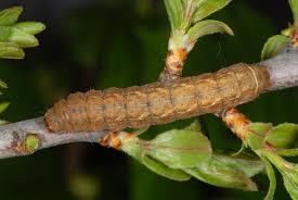 Attēlu rezultāti vaicājumam “Diarsia brunnea”