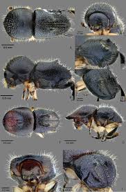 Attēlu rezultāti vaicājumam “Enteridium variabile macro”