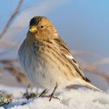 Image result for twite photo