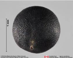 Attēlu rezultāti vaicājumam “Sinapis alba fruit”