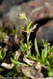 Attēlu rezultāti vaicājumam “Sagina procumbens fruit”