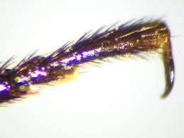 Attēlu rezultāti vaicājumam “Prionychus ater”