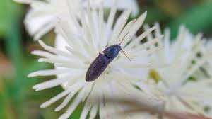 Attēlu rezultāti vaicājumam “Athous sp.”