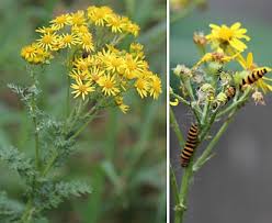 Attēlu rezultāti vaicājumam “Jacobaea vulgaris flower”