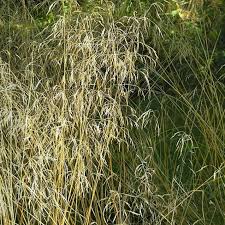 Attēlu rezultāti vaicājumam “Deschampsia cespitosa bud”