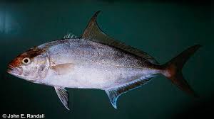 Image result for Seriola rivoliana