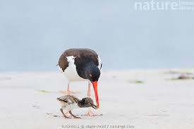 Attēlu rezultāti vaicājumam “Haematopus ostralegus adult”