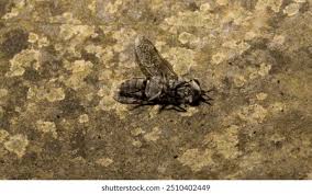 Attēlu rezultāti vaicājumam “Haematopota sp.”