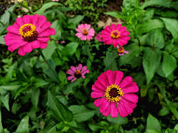 Image result for Zinnia violacea