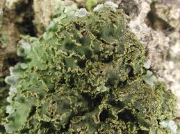 Attēlu rezultāti vaicājumam “Physconia enteroxantha”