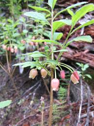 Attēlu rezultāti vaicājumam “Menziesia ferruginea”