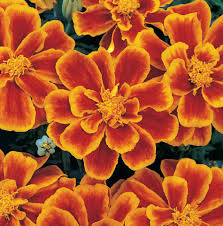 Attēlu rezultāti vaicājumam “Tagetes flower”