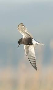 Attēlu rezultāti vaicājumam “Chlidonias niger eggs”