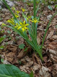Attēlu rezultāti vaicājumam “Gagea lutea leaf”