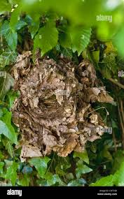 Attēlu rezultāti vaicājumam “Troglodytes troglodytes nest”
