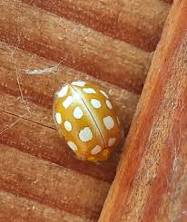 Attēlu rezultāti vaicājumam “Halyzia sedecimguttata”