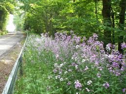 Image result for Hesperis matronalis