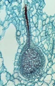 Attēlu rezultāti vaicājumam “Lophozia badensis sporophyte”