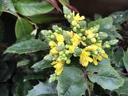 Attēlu rezultāti vaicājumam “Mahonia aquifolium flower”