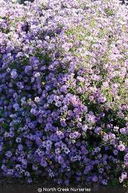 Attēlu rezultāti vaicājumam “Siphoptychium violaceum macro”