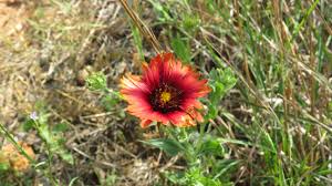 Image result for Gaillardia amblyodon