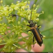 Attēlu rezultāti vaicājumam “Anogcodes melanurus”