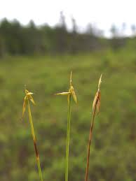 Attēlu rezultāti vaicājumam “Carex pauciflora”