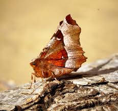 Attēlu rezultāti vaicājumam “Selenia tetralunaria”