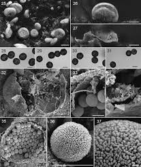 Attēlu rezultāti vaicājumam “Diderma hemisphaericum stalked”