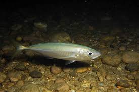 Image result for Trachurus trachurus