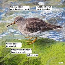 Attēlu rezultāti vaicājumam “Calidris maritima adult”