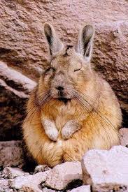 Image result for viscacha