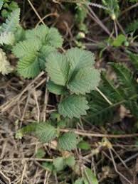 Attēlu rezultāti vaicājumam “Agrimonia pilosa”