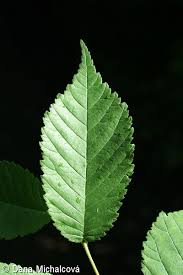 Attēlu rezultāti vaicājumam “Ulmus glabra leaf”