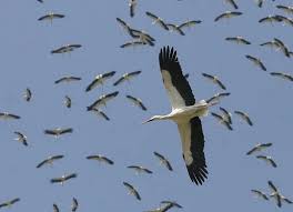 Attēlu rezultāti vaicājumam “Ciconia ciconia”