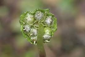 Attēlu rezultāti vaicājumam “Preissia quadrata”