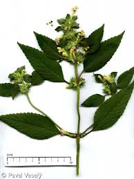 Attēlu rezultāti vaicājumam “Galeopsis speciosa”