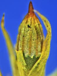Attēlu rezultāti vaicājumam “Orthotrichum speciosum sporophyte”