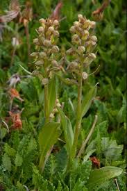 Attēlu rezultāti vaicājumam “Coeloglossum viride flower”