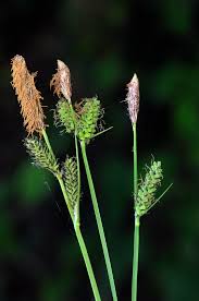 Attēlu rezultāti vaicājumam “Carex cespitosa”