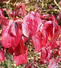 Attēlu rezultāti vaicājumam “Cornus sanguinea”