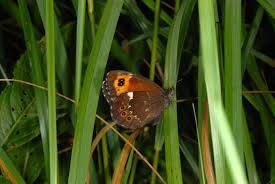 Attēlu rezultāti vaicājumam “Erebia ligea”